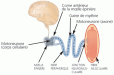 Myopathie 3